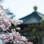 【弘願真宗】令和２年４月中旬　御師匠様からのお便り