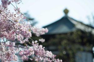 【弘願真宗】令和２年４月中旬　御師匠様からのお便り