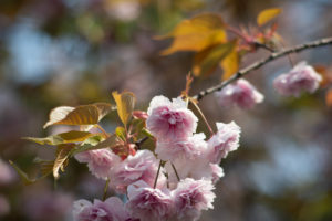【弘願真宗】令和2年5月上旬　御師匠様からのお便り