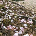 【弘願真宗】令和２年４月下旬　御師匠様からのお便り