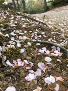 【弘願真宗】令和２年４月下旬　御師匠様からのお便り