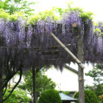 【弘願真宗】令和2年5月中旬　御師匠様からのお便り