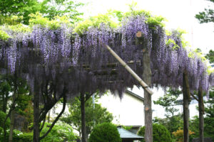 【弘願真宗】令和2年5月中旬　御師匠様からのお便り